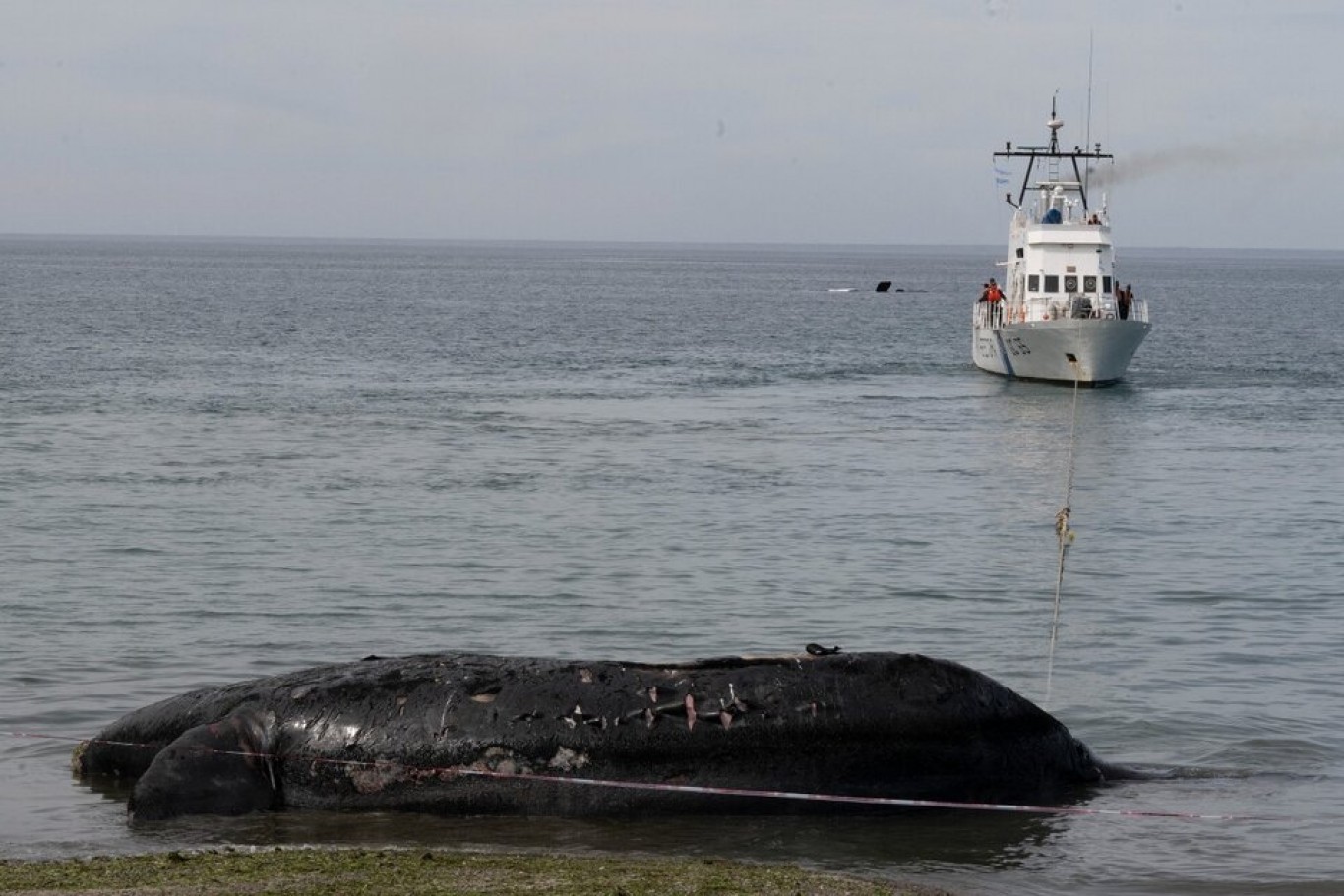 Mariano Coscarella: "Tenemos 18 ballenas muertas en lo que va de la temporada"