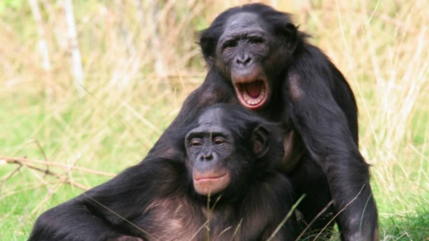 "Los bonobos son una especie que hay que conocer porque están llenos de sorpresas, y sorpresas agradables"