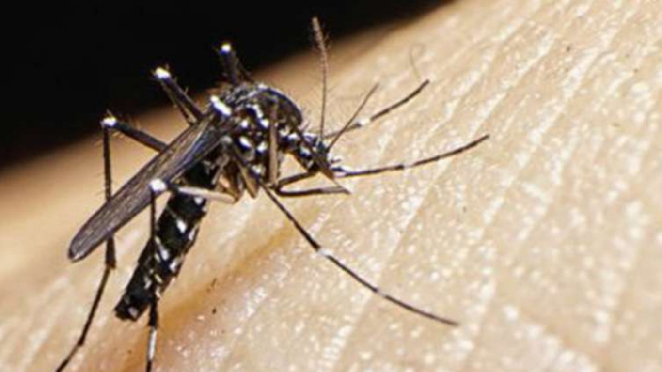 "La vacuna contra el dengue está en fase 3"